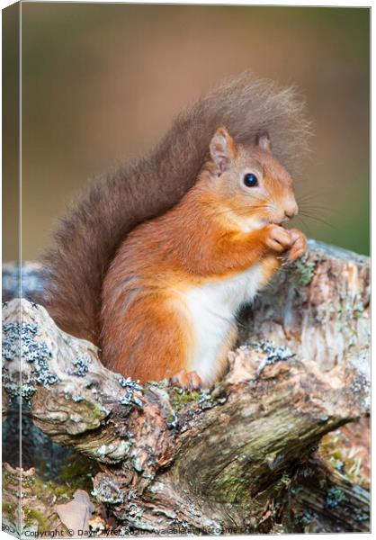 Red Squirrel Munching Hazelnuts Canvas Print by David Tyrer