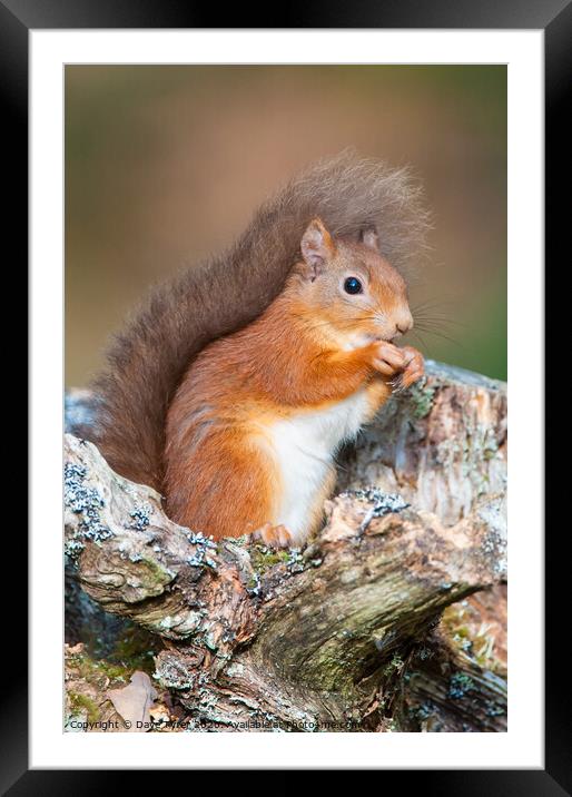 Red Squirrel Munching Hazelnuts Framed Mounted Print by David Tyrer
