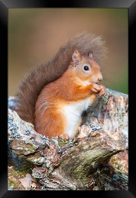 Red Squirrel Munching Hazelnuts Framed Print by David Tyrer