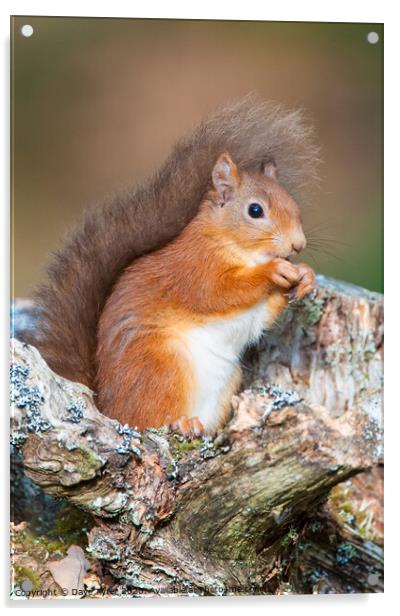 Red Squirrel Munching Hazelnuts Acrylic by David Tyrer