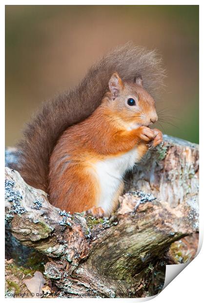 Red Squirrel Munching Hazelnuts Print by David Tyrer
