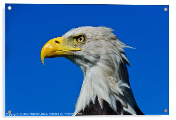 Eagle  Acrylic by Mary Fletcher