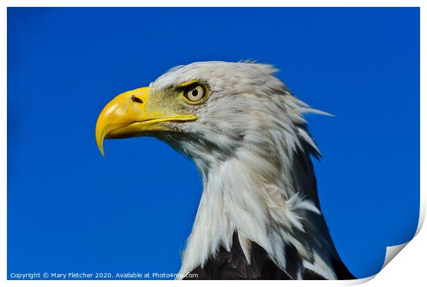 Eagle  Print by Mary Fletcher