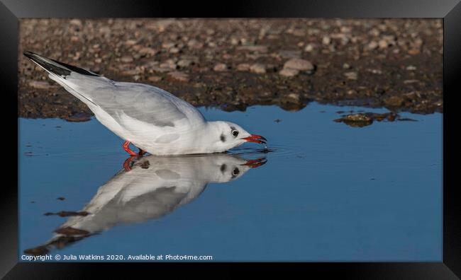 Seagull Drinking  Framed Print by Julia Watkins