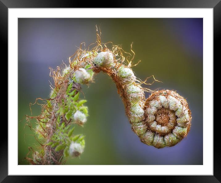 The Opening Framed Mounted Print by Wayne Shipley