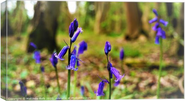 Bluebells in the woods Canvas Print by Matthew Balls