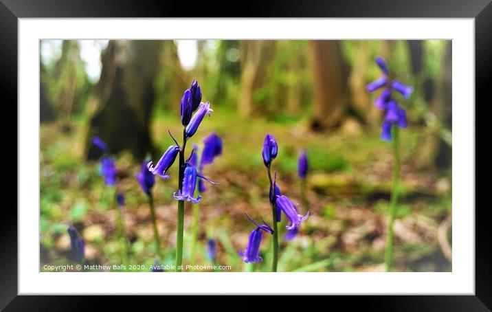 Bluebells in the woods Framed Mounted Print by Matthew Balls