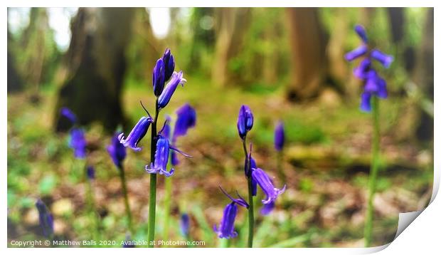 Bluebells in the woods Print by Matthew Balls
