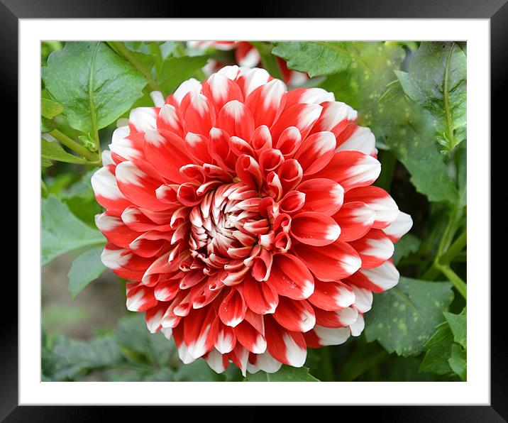 red white dahlia Framed Mounted Print by Hassan Najmy