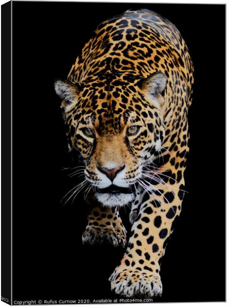 Portrait of a Jaguar Canvas Print by Rufus Curnow