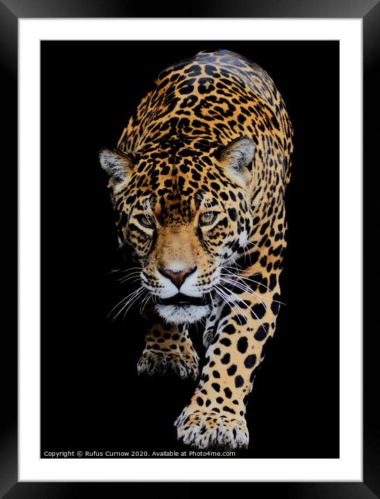 Portrait of a Jaguar Framed Mounted Print by Rufus Curnow