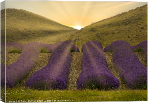 Sunrise over lavender fields Canvas Print by Rufus Curnow