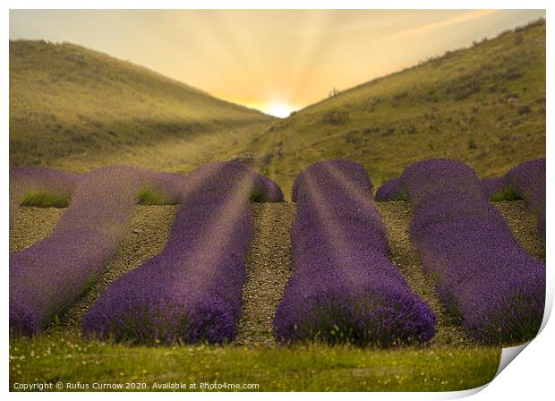 Sunrise over lavender fields Print by Rufus Curnow