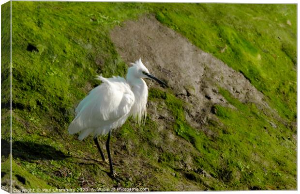 Egret Portsmouth Harbour Canvas Print by Paul Chambers