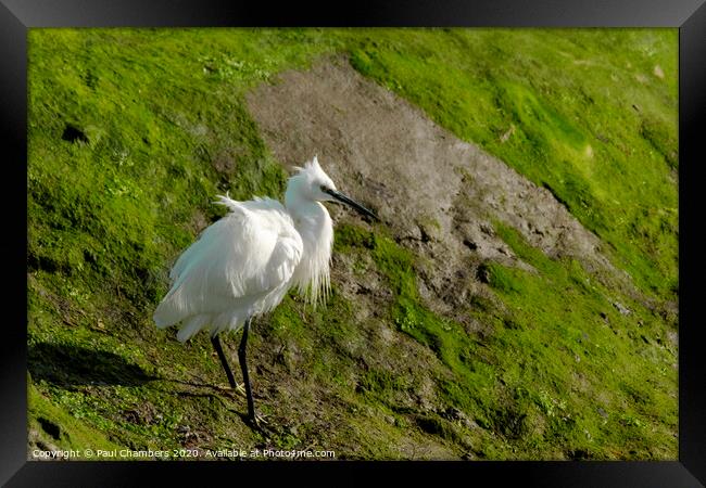 Egret Portsmouth Harbour Framed Print by Paul Chambers