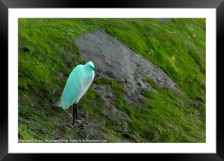 Egret Portsmouth Harbour Framed Mounted Print by Paul Chambers