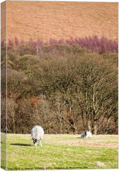 Peak District Sheep Canvas Print by Martyn Williams