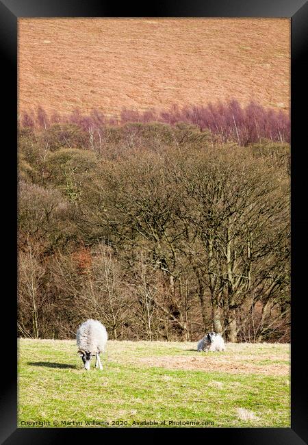 Peak District Sheep Framed Print by Martyn Williams