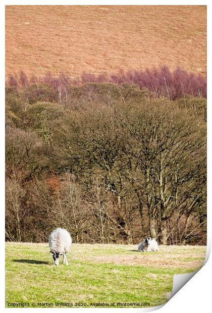 Peak District Sheep Print by Martyn Williams