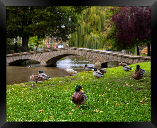 Ducks in Bourton-on-the-Water in Gloucestershire, UK Framed Print by Chris Dorney