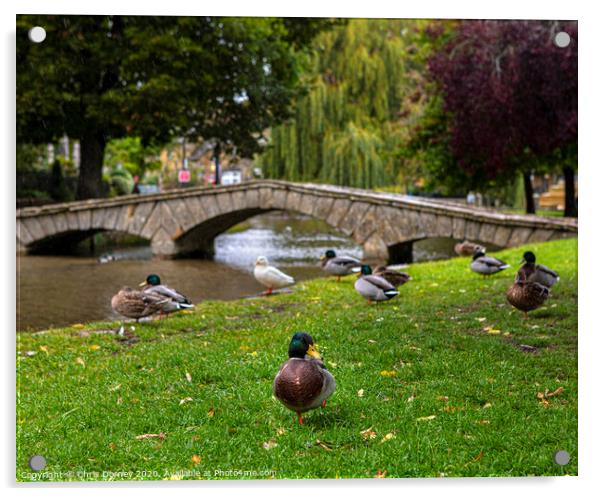 Ducks in Bourton-on-the-Water in Gloucestershire, UK Acrylic by Chris Dorney