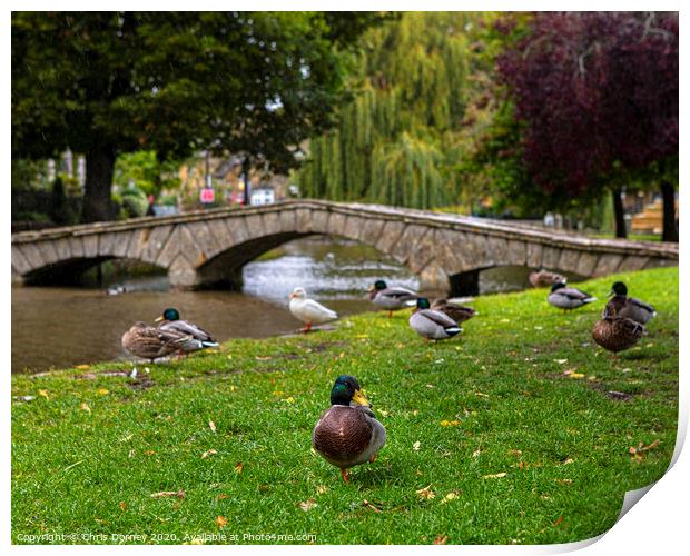 Ducks in Bourton-on-the-Water in Gloucestershire, UK Print by Chris Dorney