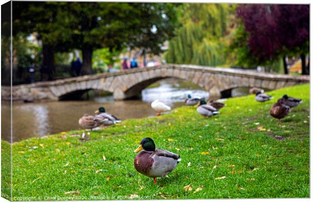 Ducks in Bourton-on-the-Water in Gloucestershire, UK Canvas Print by Chris Dorney