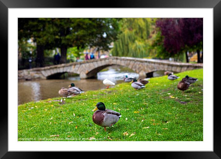 Ducks in Bourton-on-the-Water in Gloucestershire, UK Framed Mounted Print by Chris Dorney