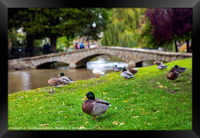 Ducks in Bourton-on-the-Water in Gloucestershire, UK Framed Print by Chris Dorney