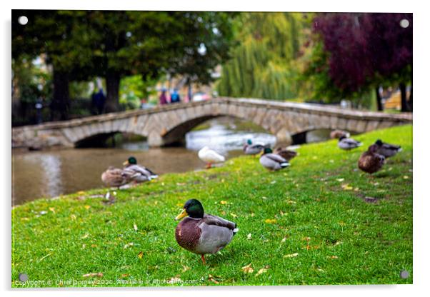 Ducks in Bourton-on-the-Water in Gloucestershire, UK Acrylic by Chris Dorney