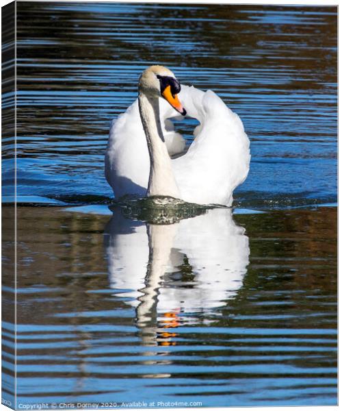 Swan at The Bishops Palace in Wells, Somerset Canvas Print by Chris Dorney