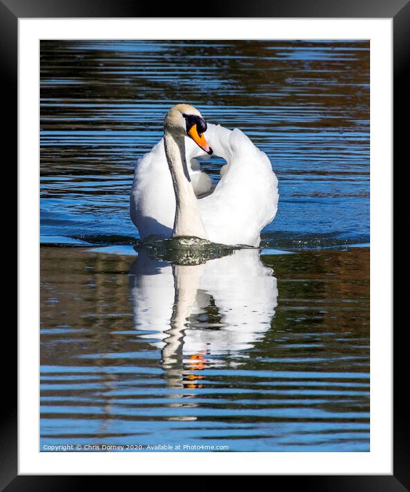 Swan at The Bishops Palace in Wells, Somerset Framed Mounted Print by Chris Dorney
