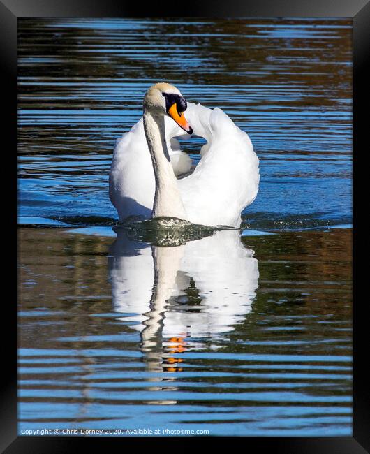 Swan at The Bishops Palace in Wells, Somerset Framed Print by Chris Dorney