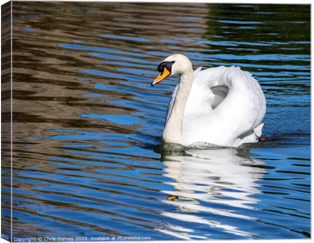 Swan at The Bishops Palace in Wells, Somerset Canvas Print by Chris Dorney