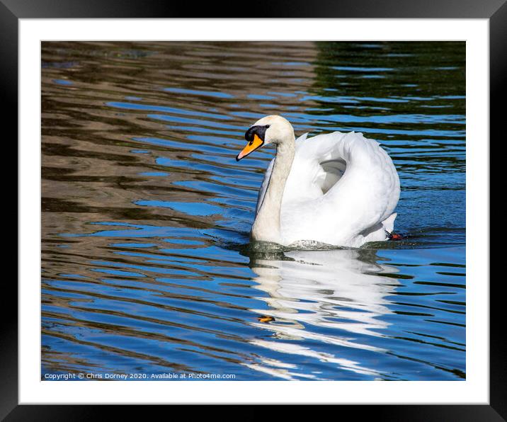 Swan at The Bishops Palace in Wells, Somerset Framed Mounted Print by Chris Dorney