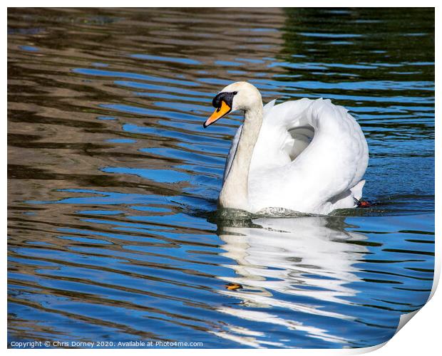 Swan at The Bishops Palace in Wells, Somerset Print by Chris Dorney