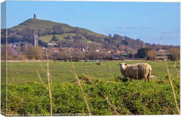 Sheep and Glastonbury Tor in Somerset, UK Canvas Print by Chris Dorney