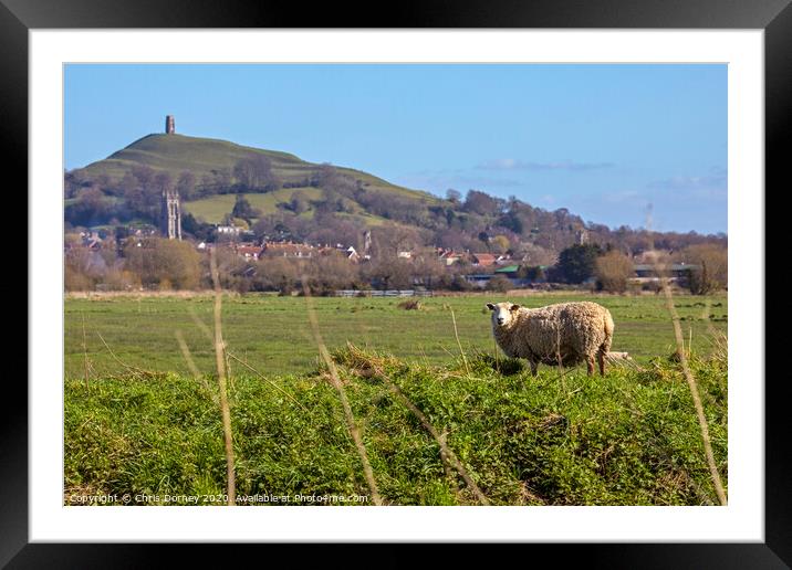 Sheep and Glastonbury Tor in Somerset, UK Framed Mounted Print by Chris Dorney