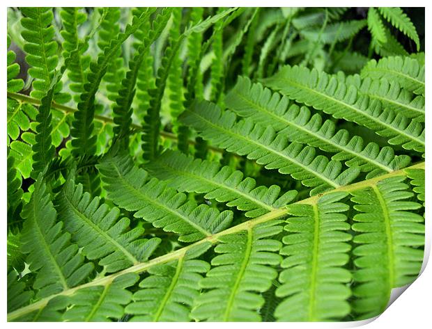 fern leaves Print by Heather Newton