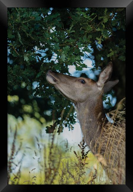 Deer Reaching For The Best Framed Print by rawshutterbug 