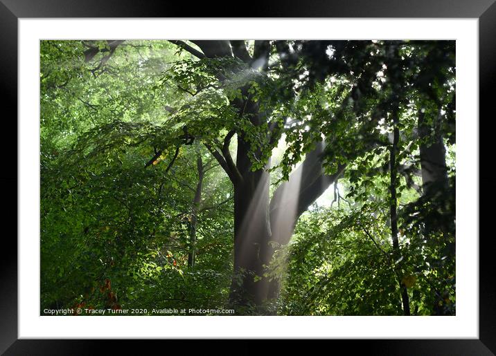Tree Rays Framed Mounted Print by Tracey Turner