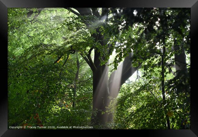 Tree Rays Framed Print by Tracey Turner