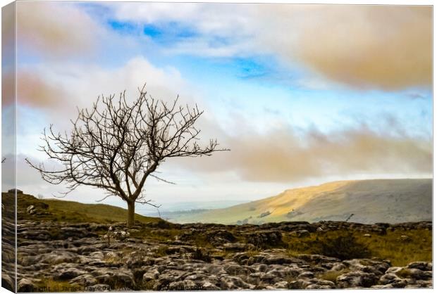 Lone Tree  Canvas Print by Jim Day