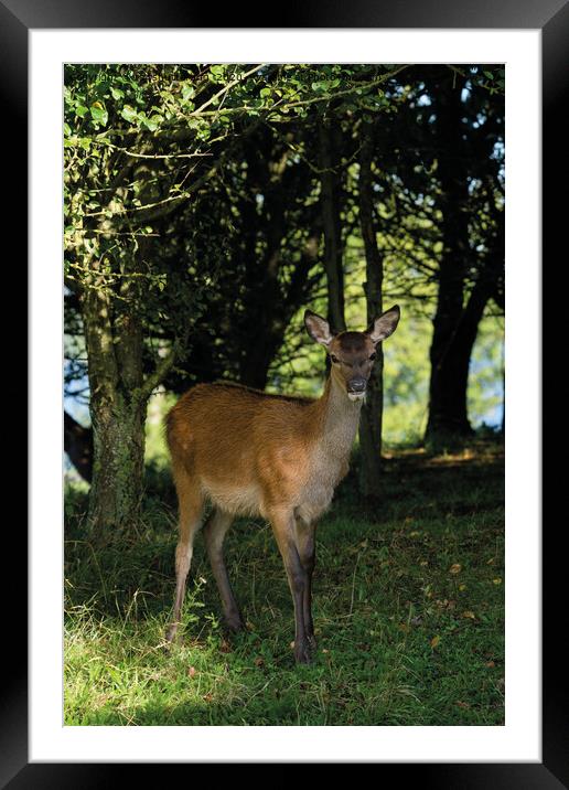 Fawn In The Woods Framed Mounted Print by rawshutterbug 