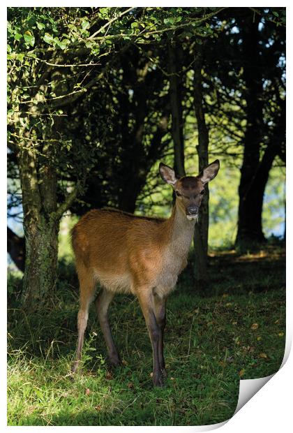Fawn In The Woods Print by rawshutterbug 