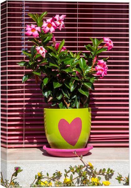 Flowers in a Heart Plant Pot Canvas Print by Chris Dorney