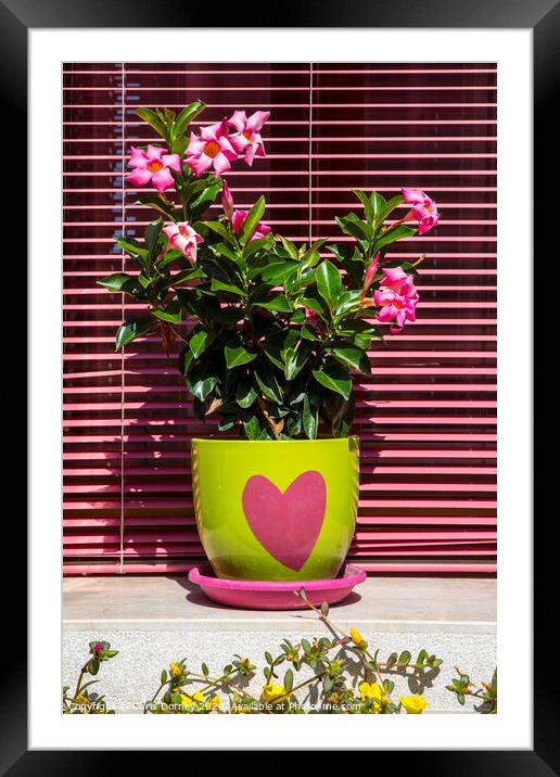 Flowers in a Heart Plant Pot Framed Mounted Print by Chris Dorney