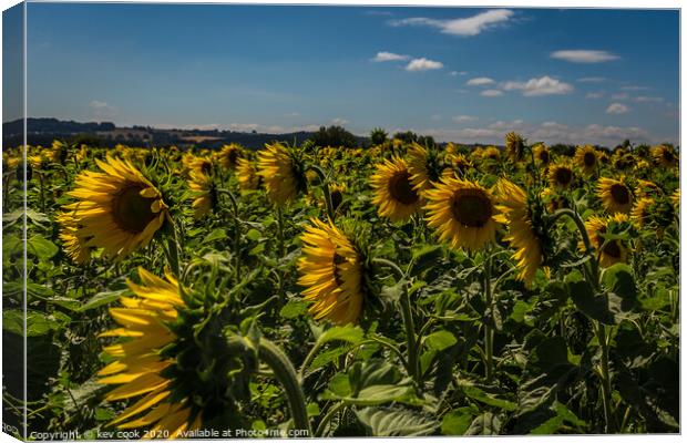 Sunflowers Canvas Print by kevin cook