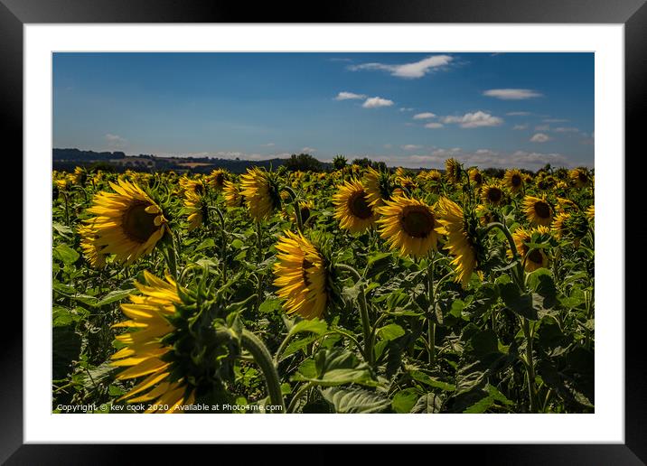 Sunflowers Framed Mounted Print by kevin cook