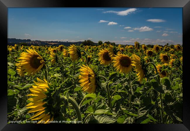 Sunflowers Framed Print by kevin cook